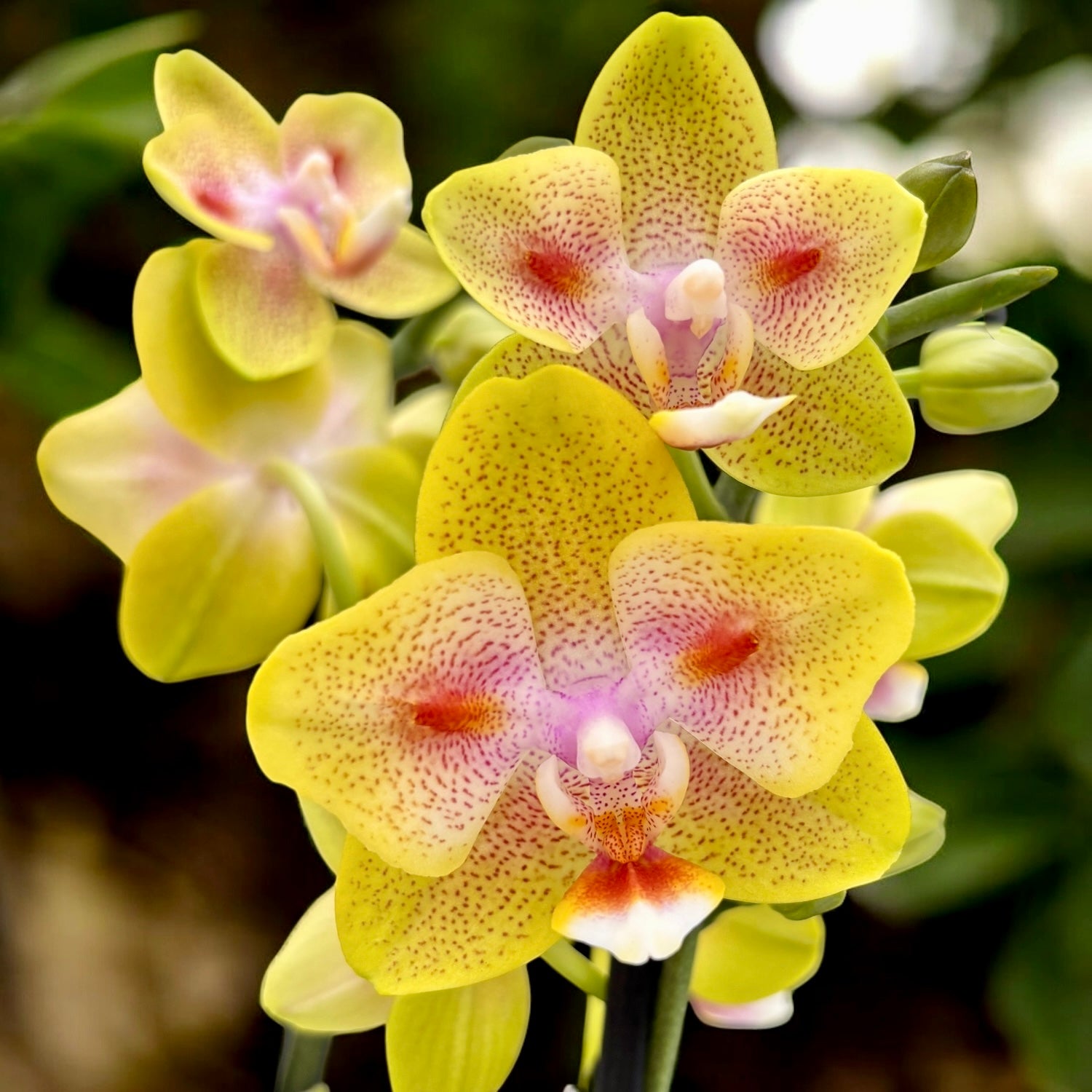 Phalaenopsis Yaphon Green Batman '417' (peloric)