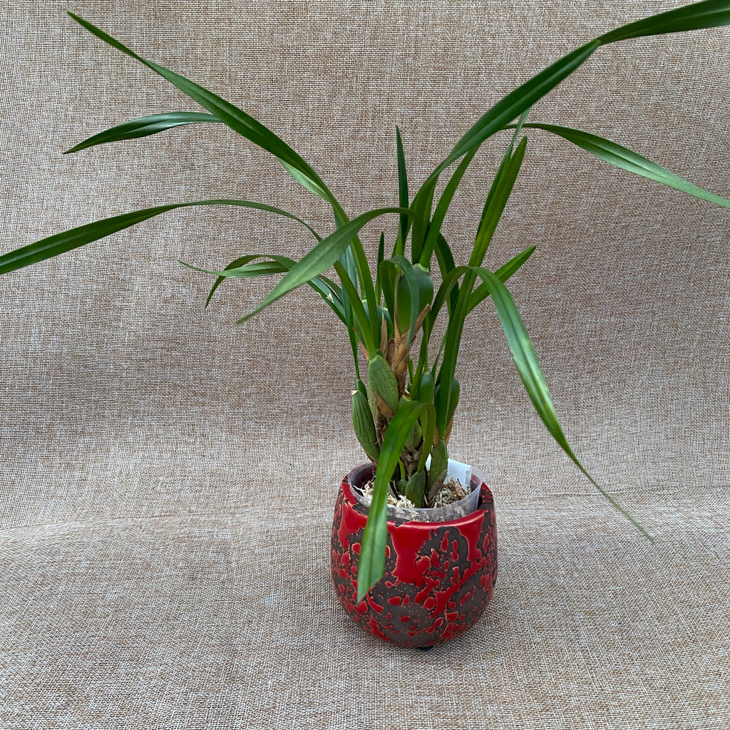 Maxillaria Memoria Ben Berliner