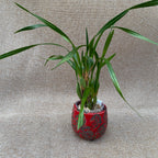 Maxillaria Memoria Ben Berliner