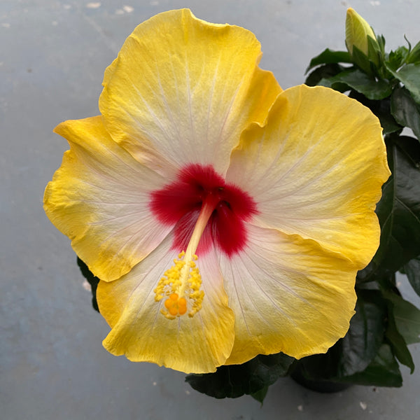 Hibiscus Hawaii "Long Life" Surf (2 plants/pot)