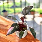 Filodendron 'Pink Princess Marble'