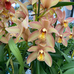 Cymbidium Wilhelmina