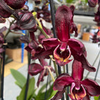 Phalaenopsis Black Jack