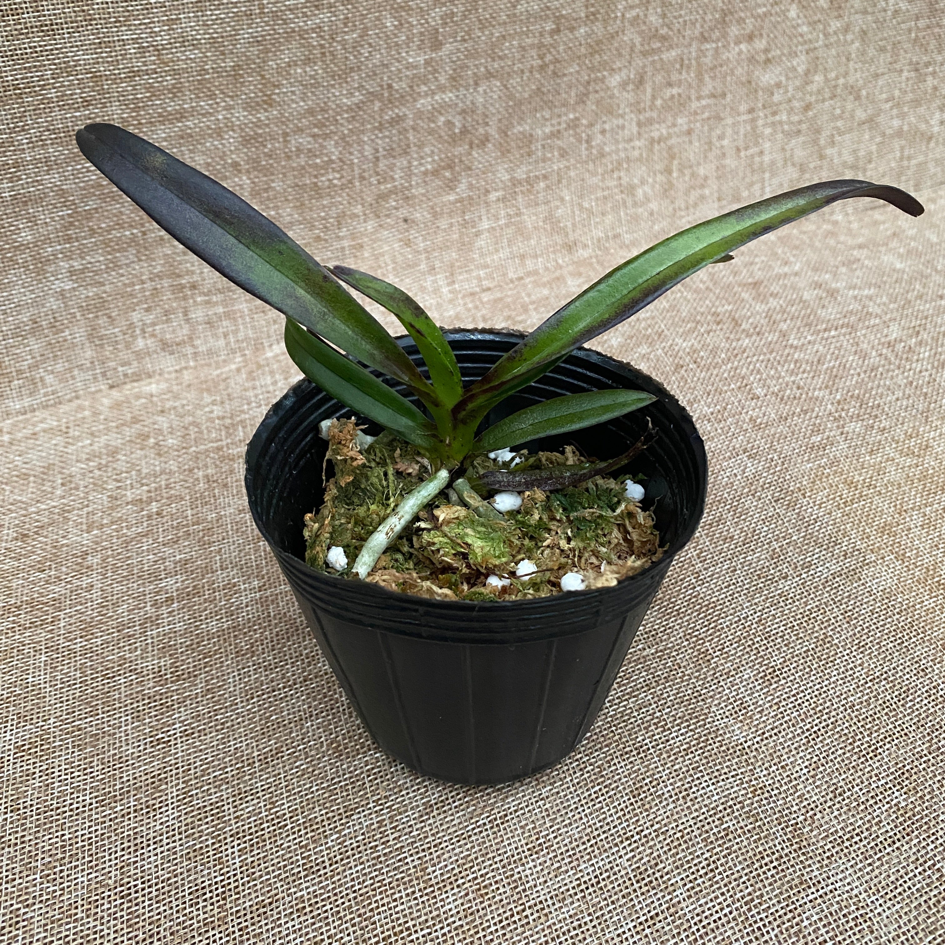 Vandachostylis Pinky 'Violet Queen'