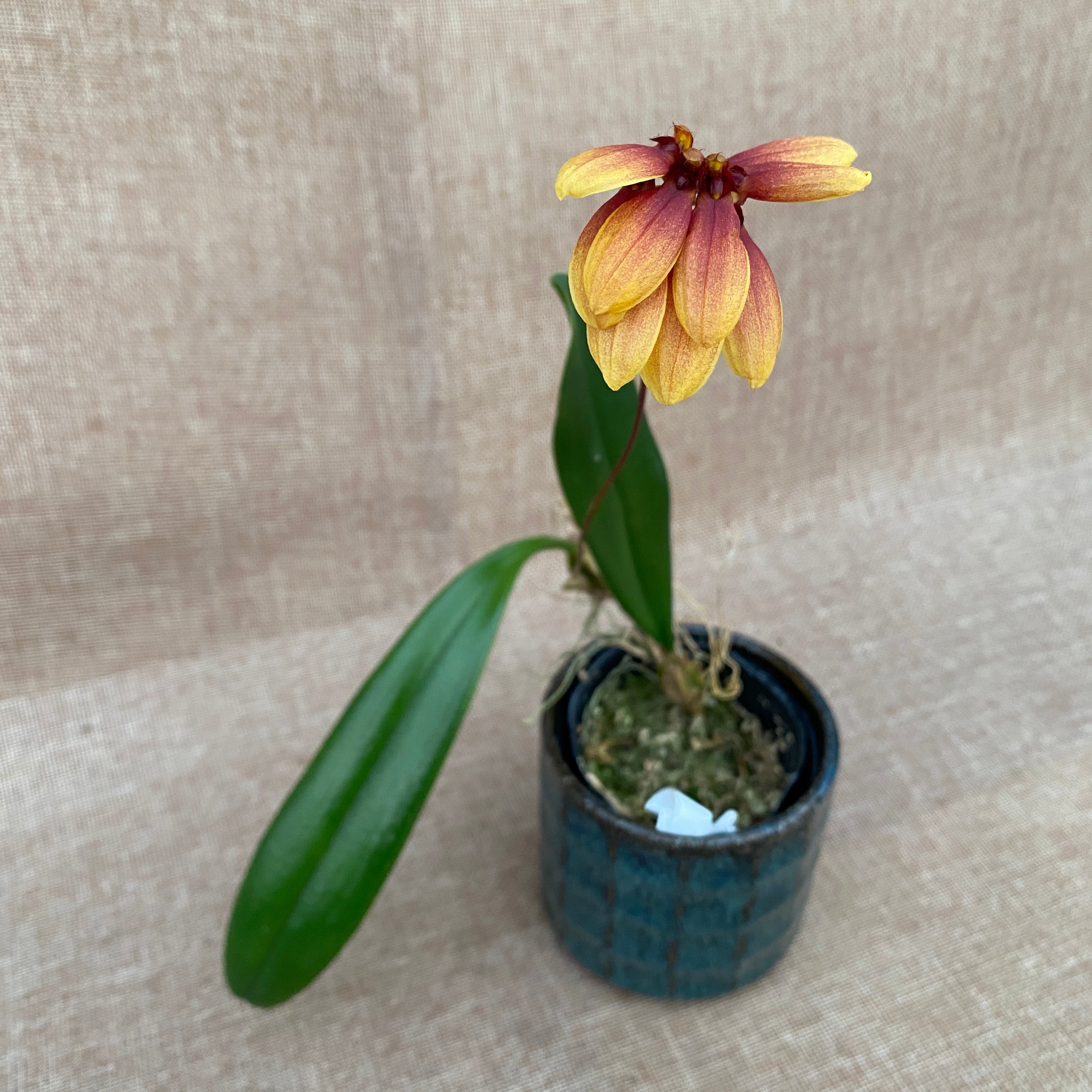 Bulbophyllum masterianum