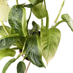 Philodendron Jose Buono (PJB02) 3pp