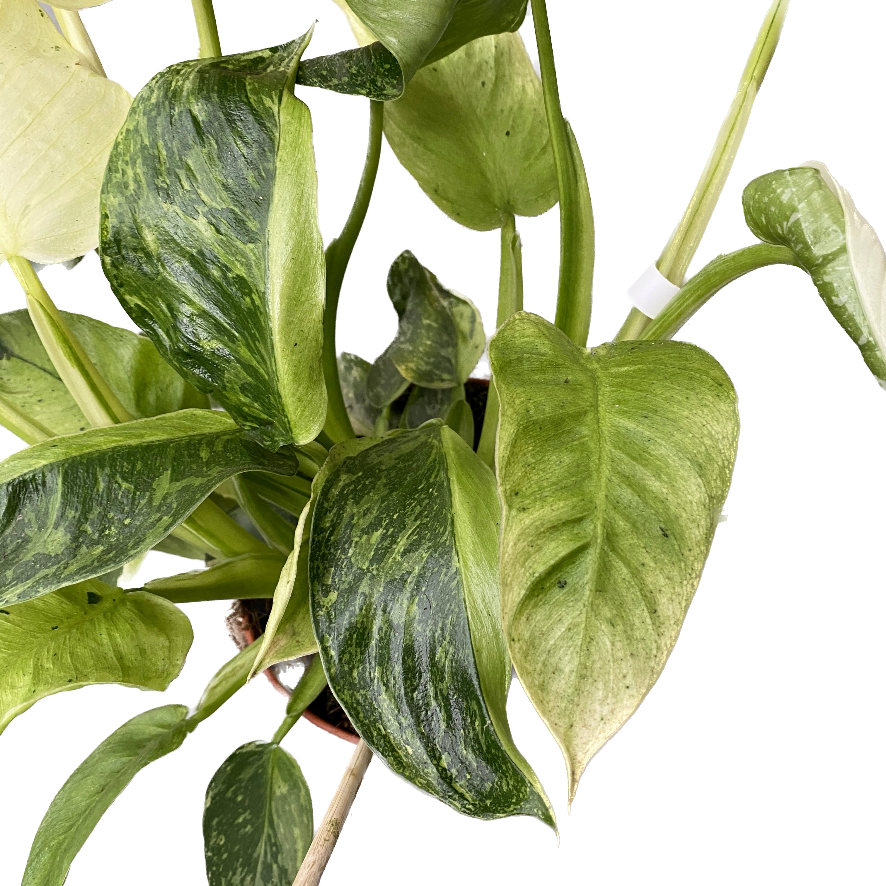 Philodendron Jose Buono (PJB02) 3pp