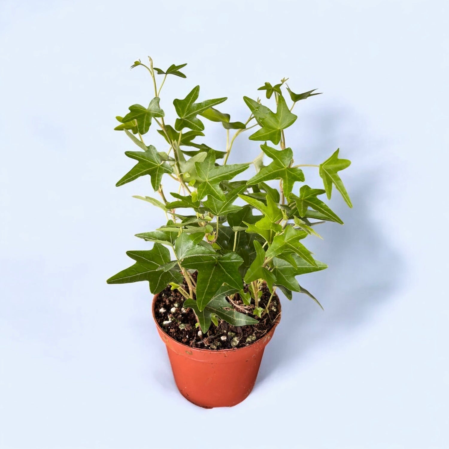 Iedera - Hedera helix 'Shamrock' D8