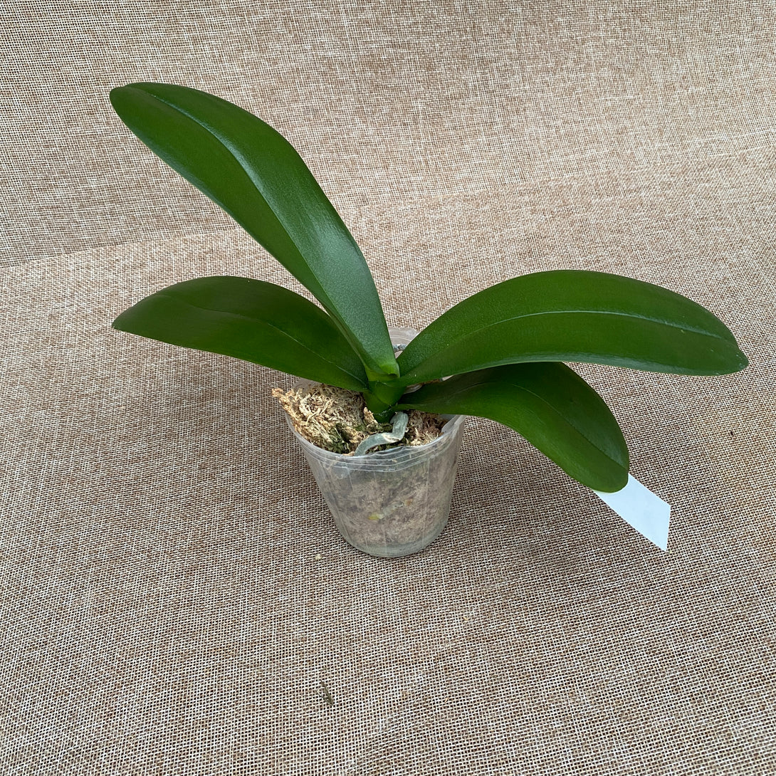 Phalaenopsis Sogo Yukidian 'V3' 