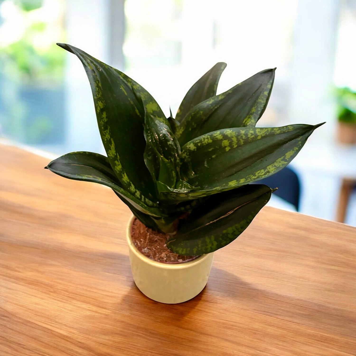 Sansevieria Silver Flame (Whitney)