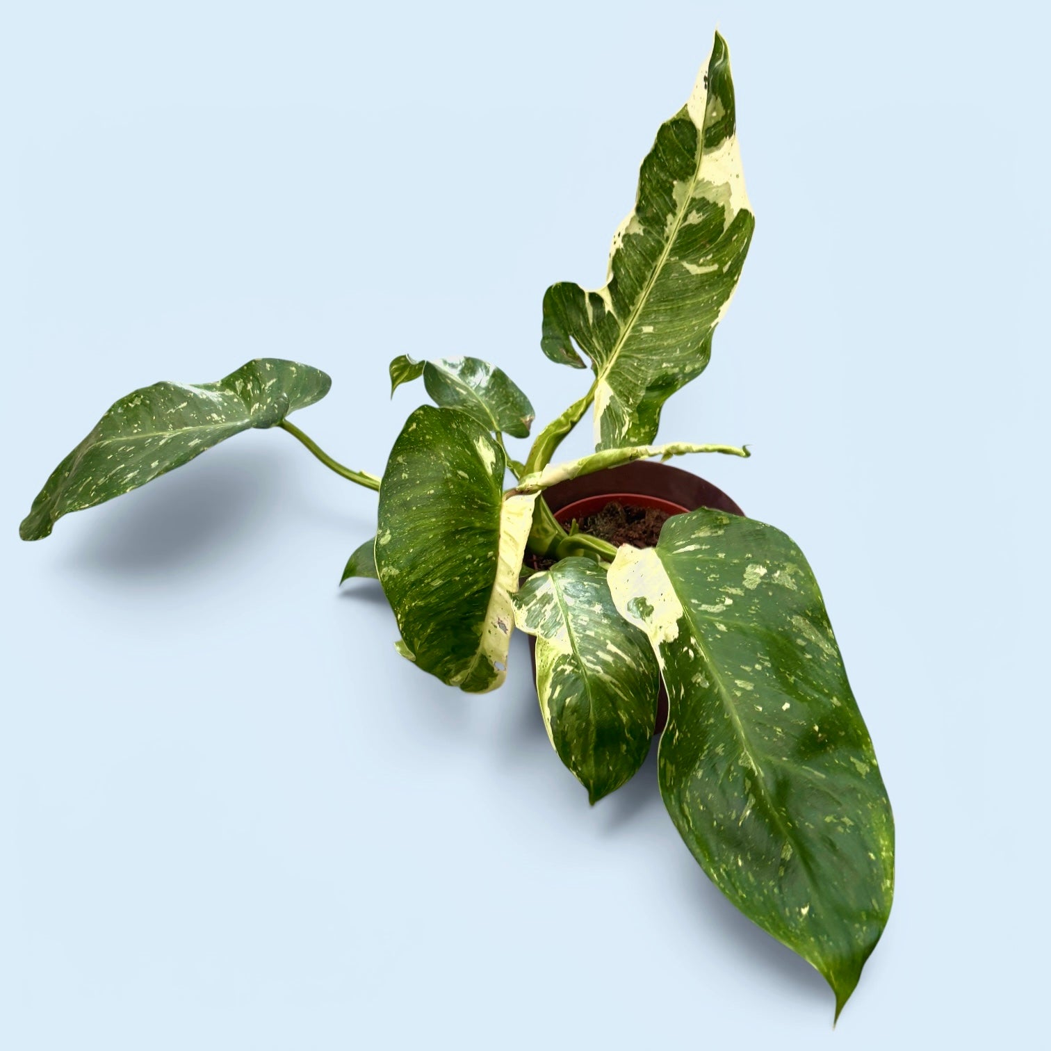 Philodendron Jose Buono (PJB01 - unicat)