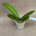 Phalaenopsis Miki Violet Frill '421'