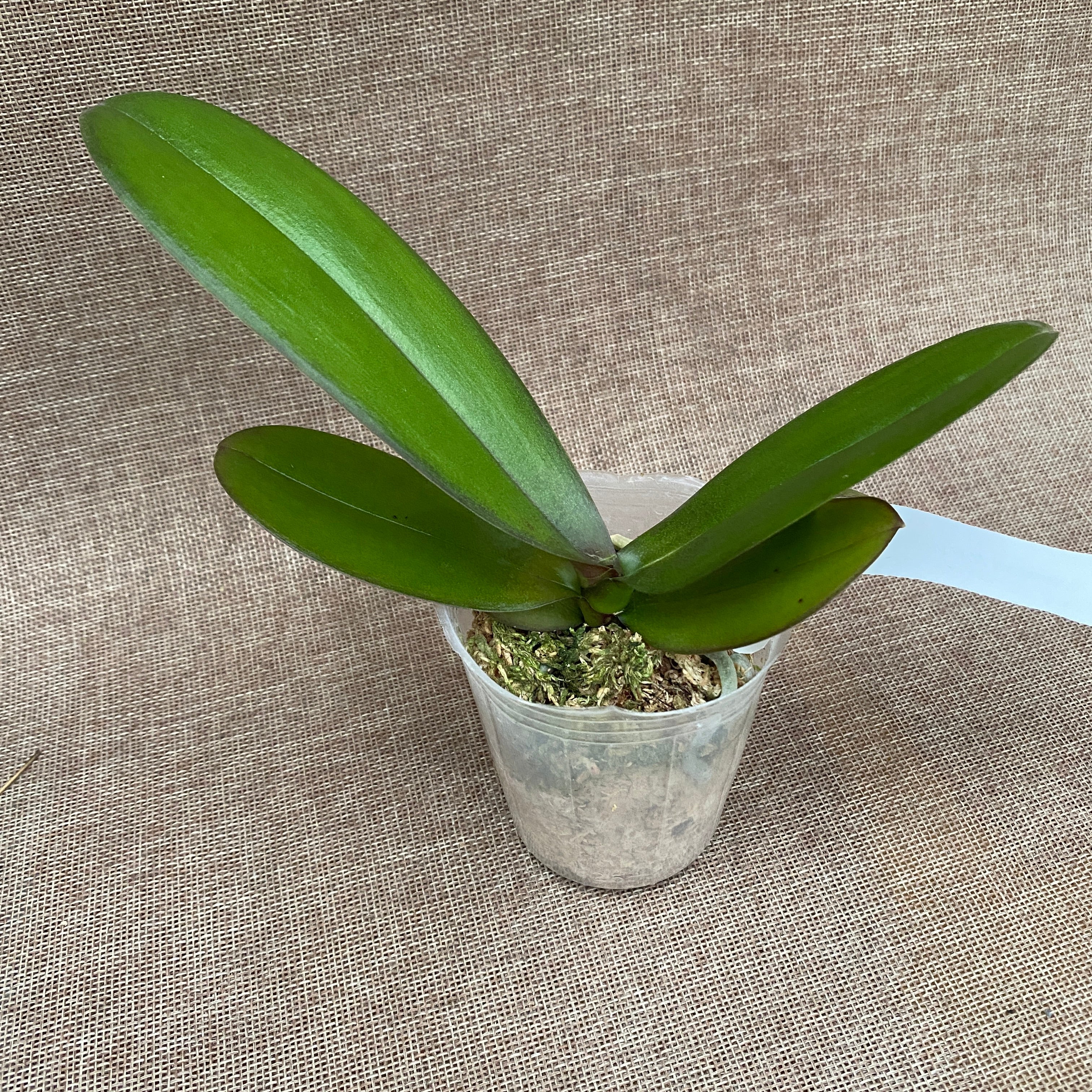 Phalaenopsis Miki Violet Frill '421'