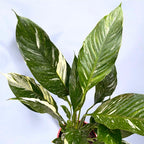 Spathiphyllum 'Diamond Variegata'