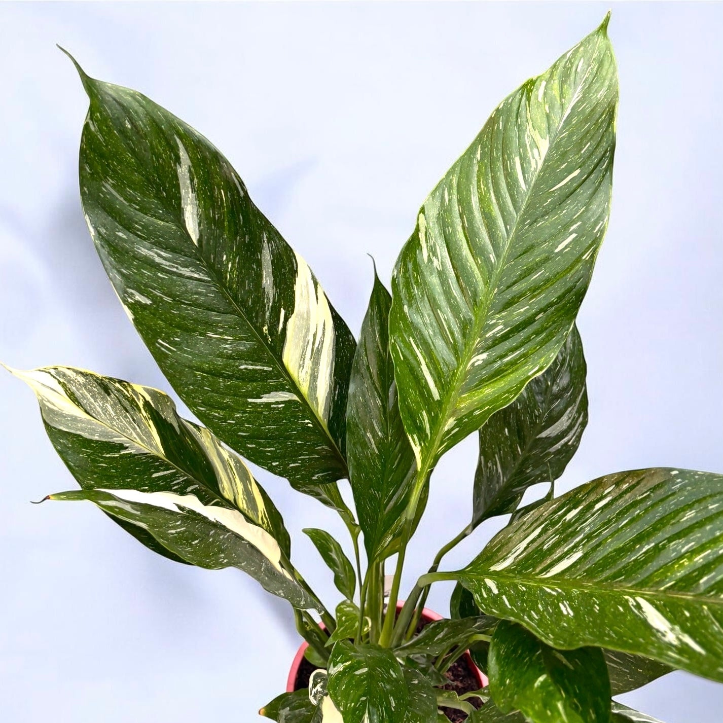 Spathiphyllum 'Diamond Variegata'