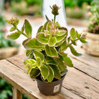 Sedum telephium ‘La Vie en Rose’