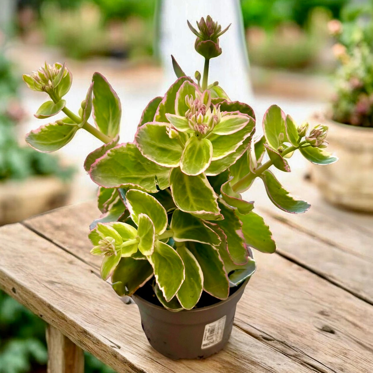Sedum telephium ‘La Vie en Rose’