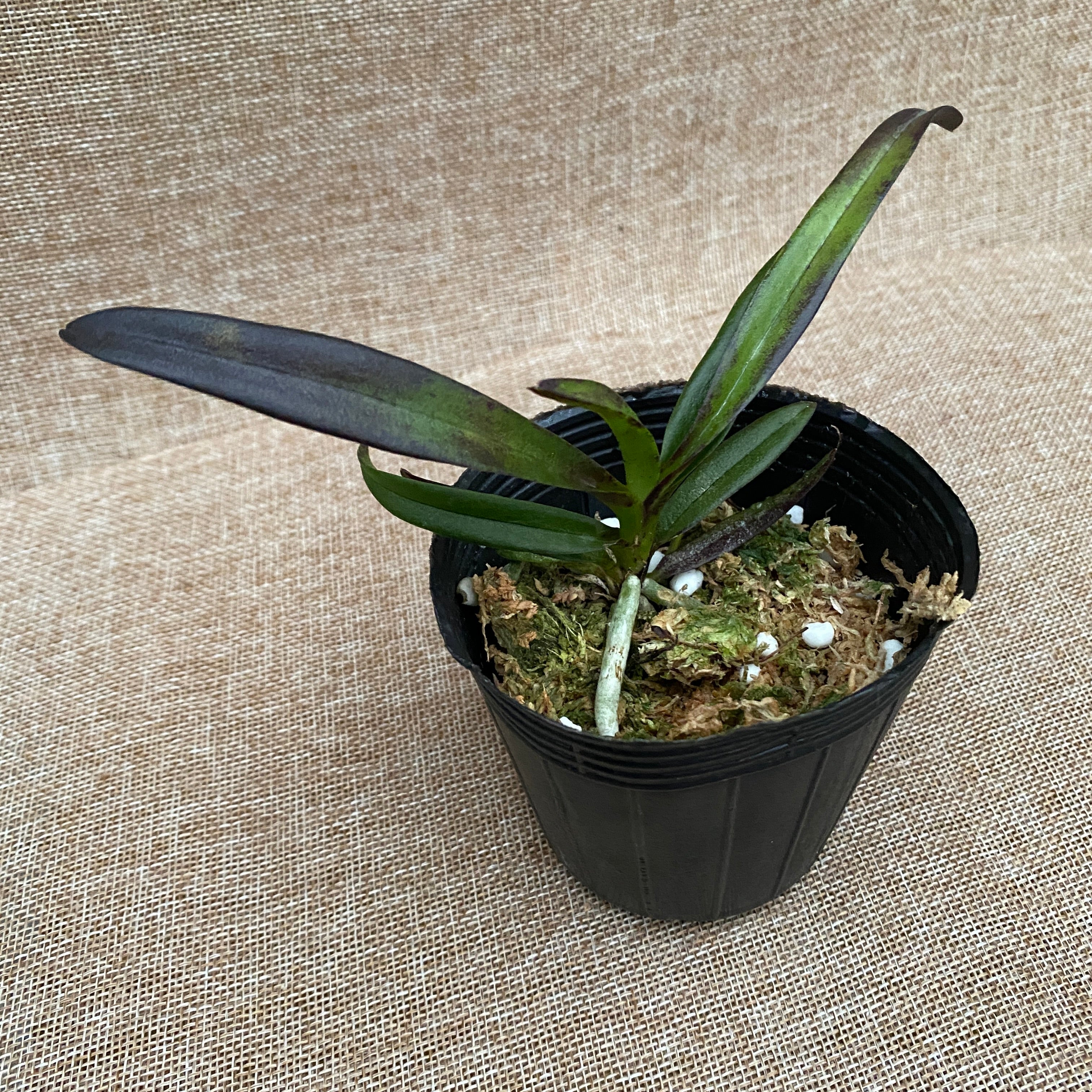 Vandachostylis Pinky 'Violet Queen'