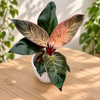 Philodendron ‘Pink Birkin’ – exotic foliage with spectacular pink stripes