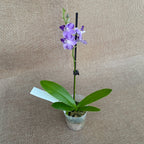 Phalaenopsis Tying Shin Blue Jay (pelorisch)