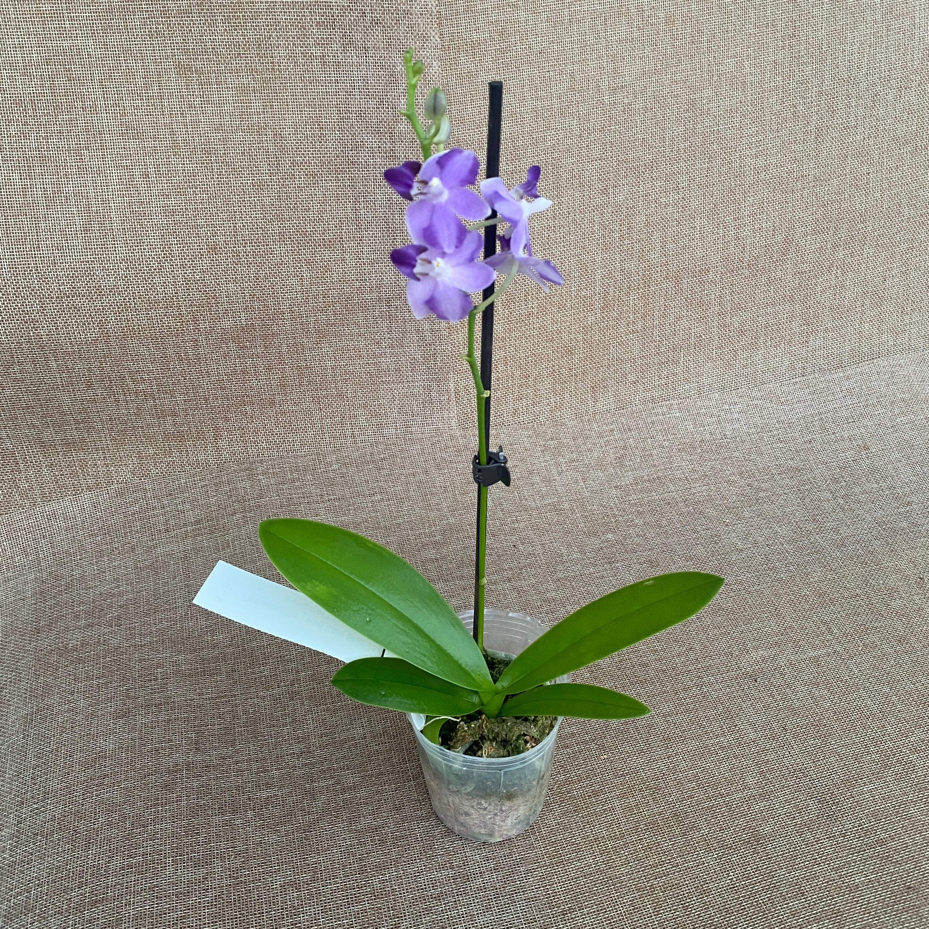 Phalaenopsis Tying Shin Blue Jay (pelorisch)