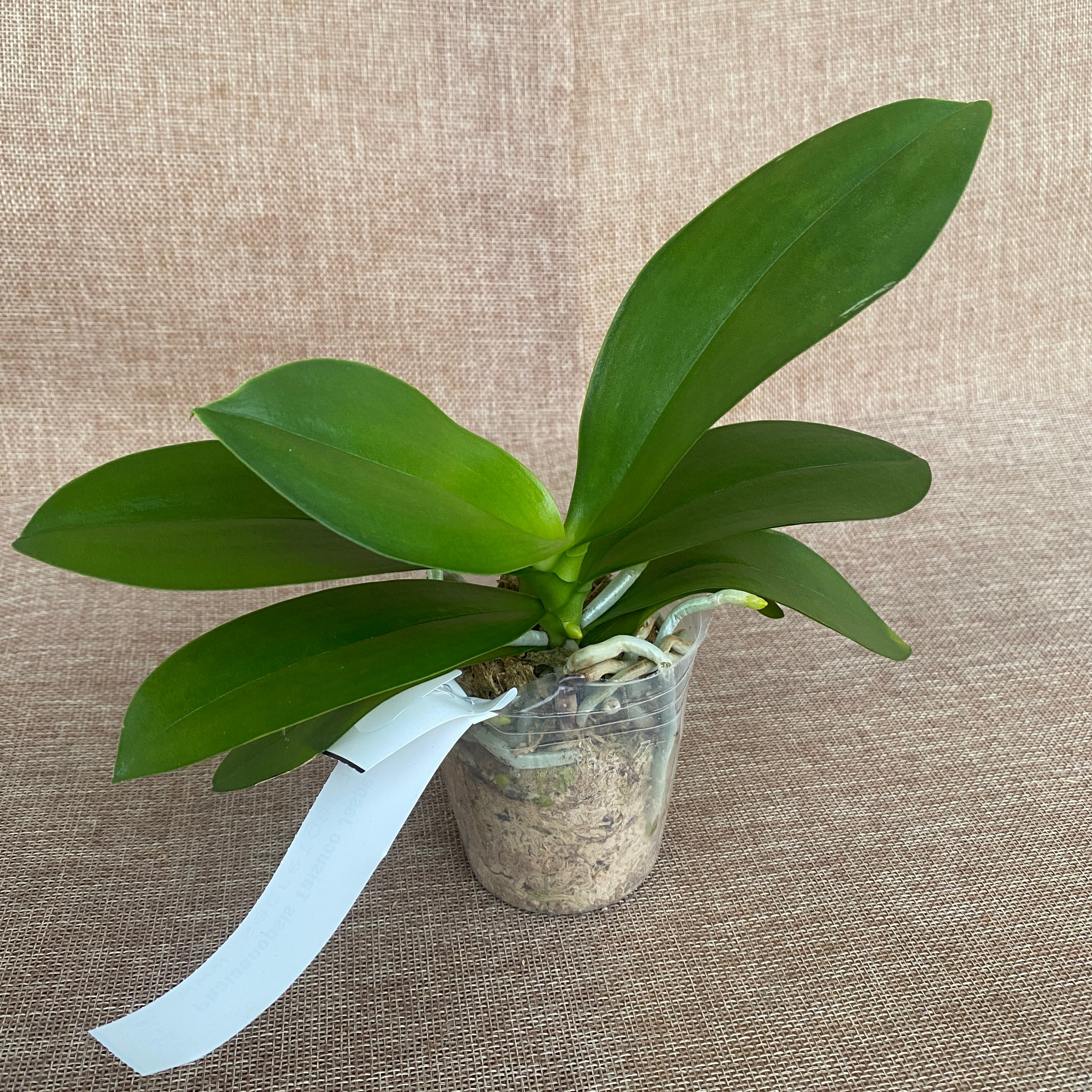 Phalaenopsis Taisuco Jasper (pelorisch)