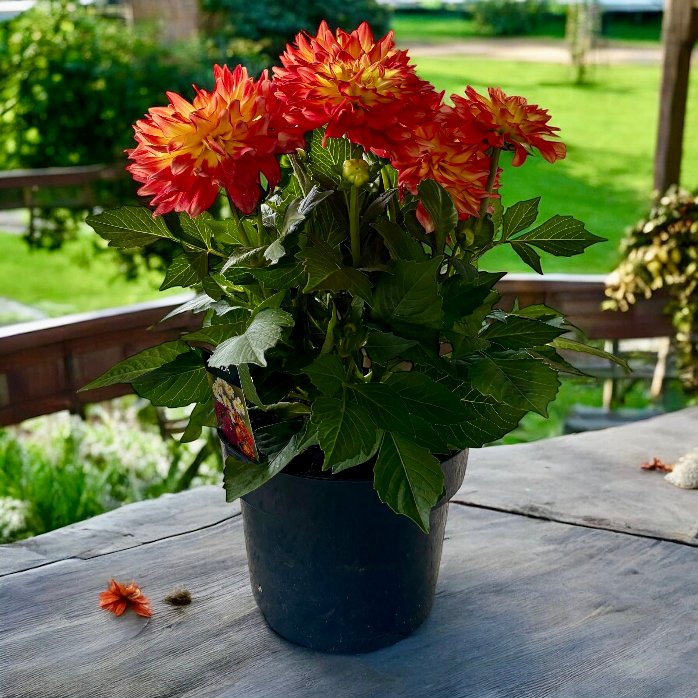 Dahlia Labella Maggiore ‘Fun Flame’ - dalii cu flori mari, inflorire abudenta, exemplare XXL