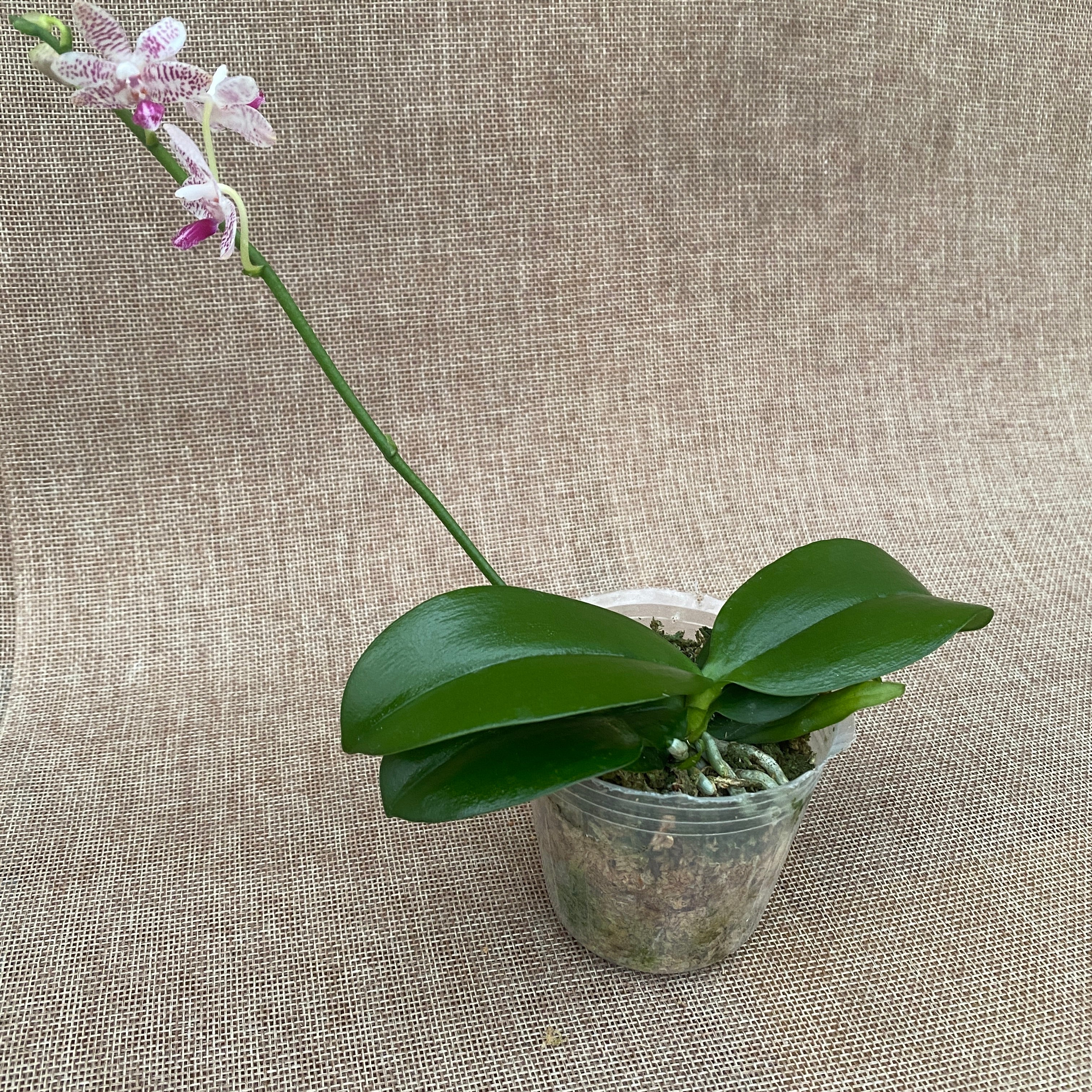 Phalaenopsis Miki Blue Angel C1 '239'