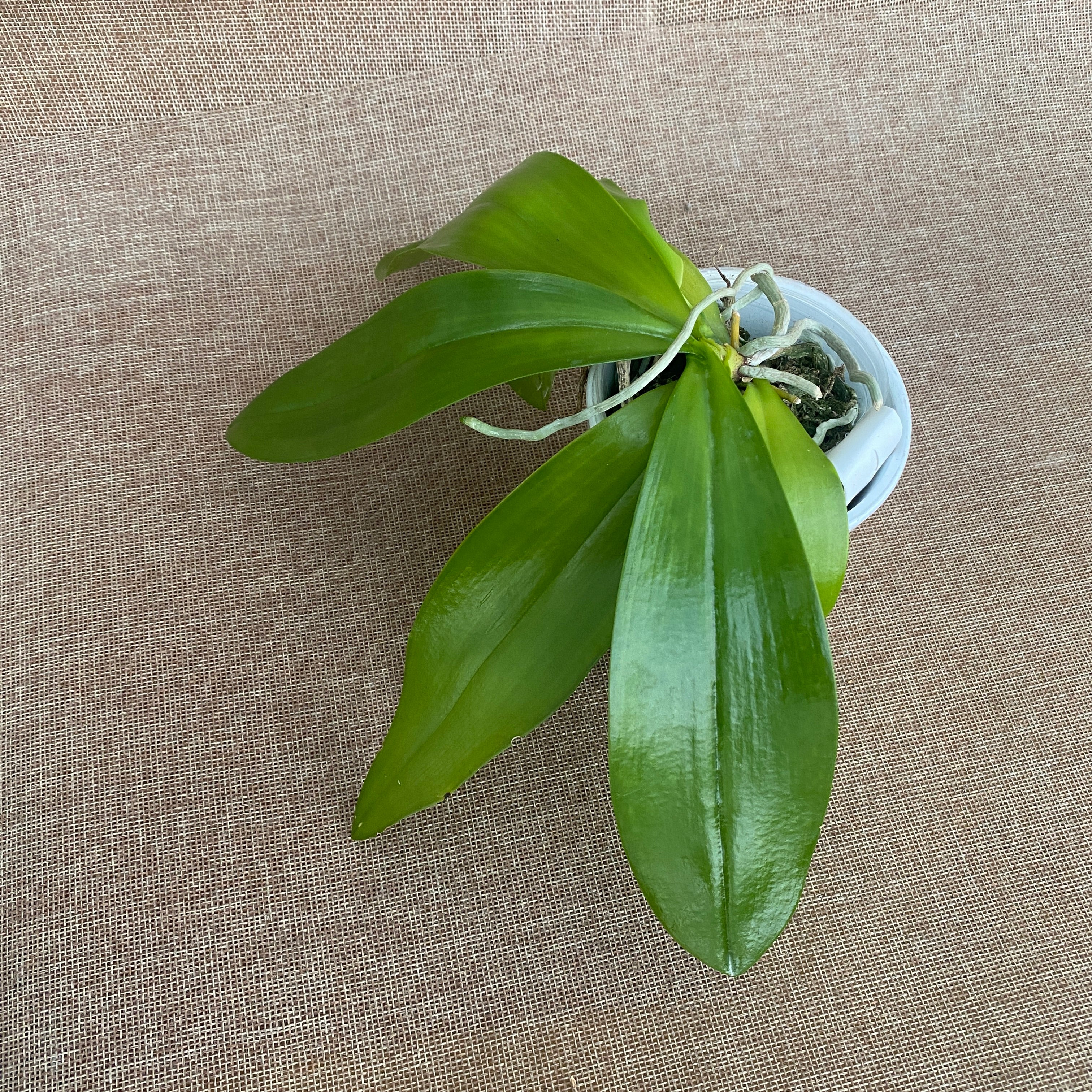 Phalaenopsis Almanis '3045' (mannii × tetraspis)