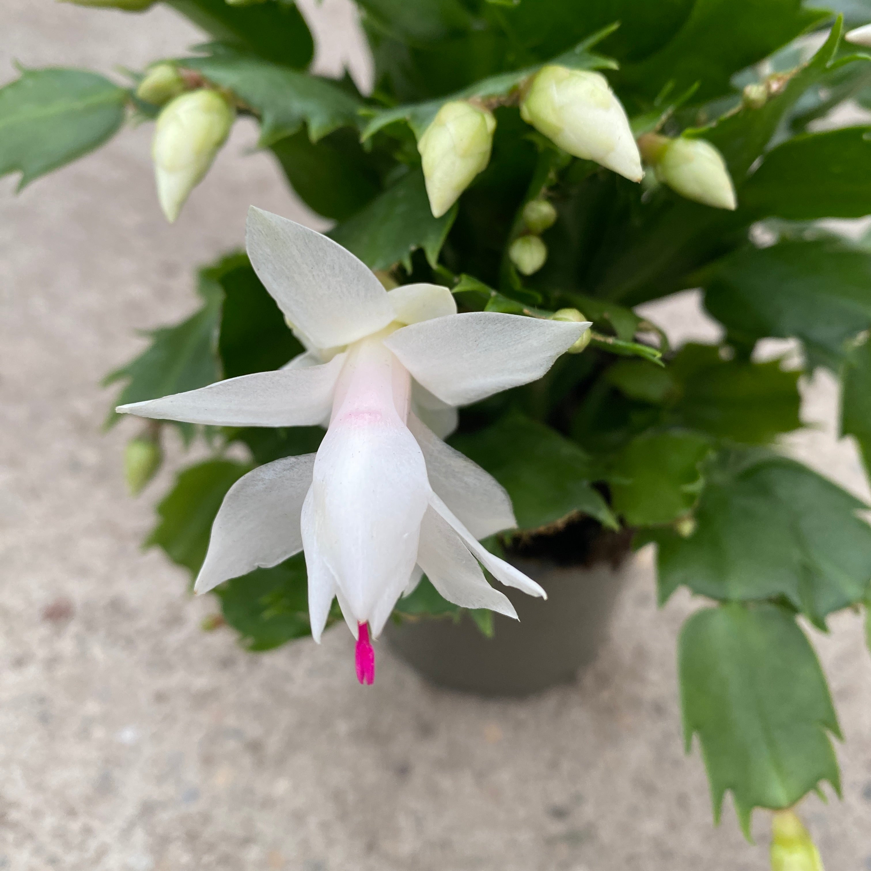 Schlumbergera ‘Cecilie’ (Craciunita alba) +5pp