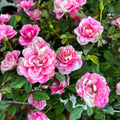 Trandafiri pitici Rosa Piia™ Parade - parfumati (2-3 plante/ghiveci)