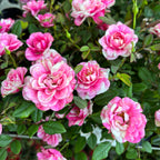 Trandafiri pitici Rosa Piia™ Parade - parfumati (2-3 plante/ghiveci)