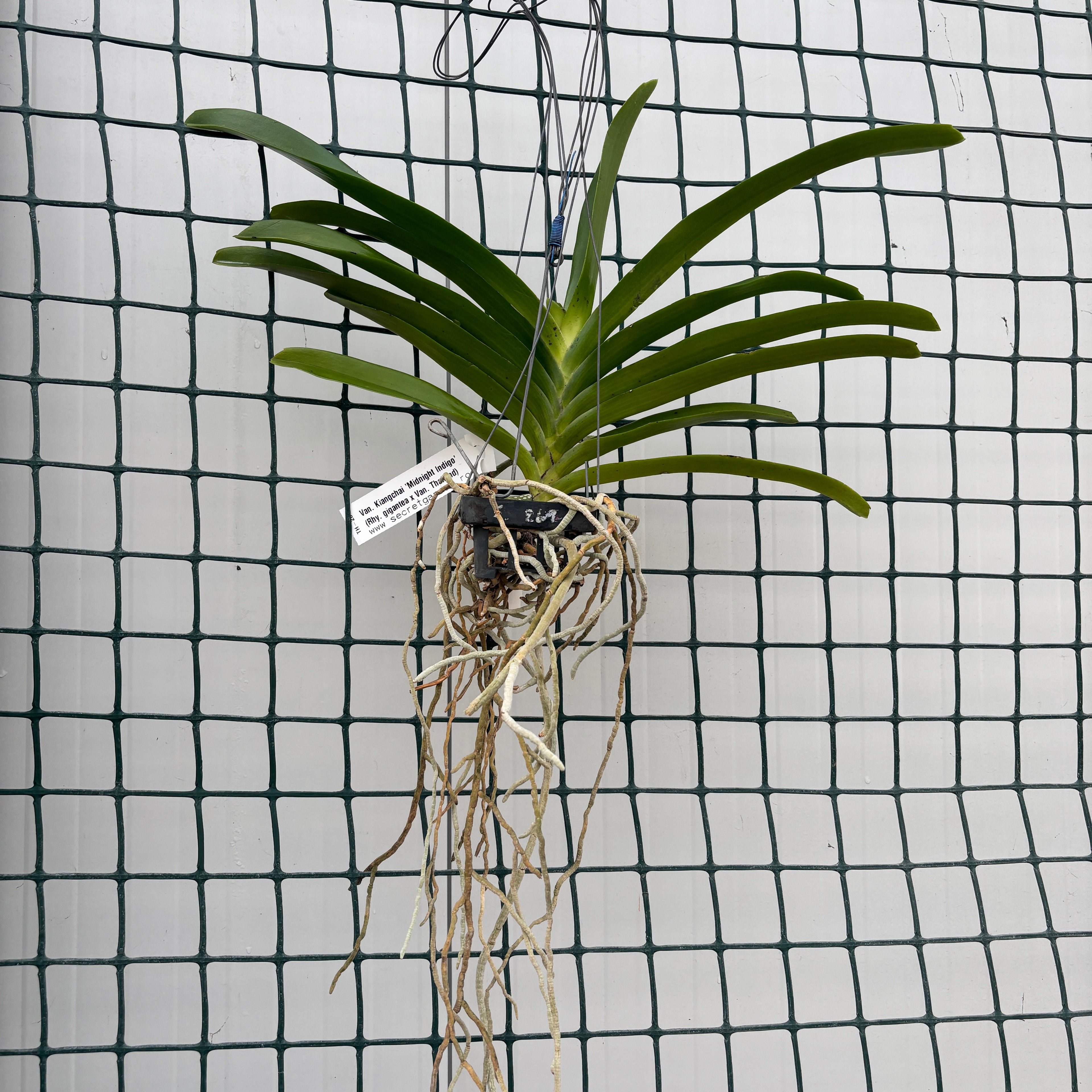 Van. Kiangchai 'Midnight Indigo' (Rhy. gigantea × Van. Thailand) profumato