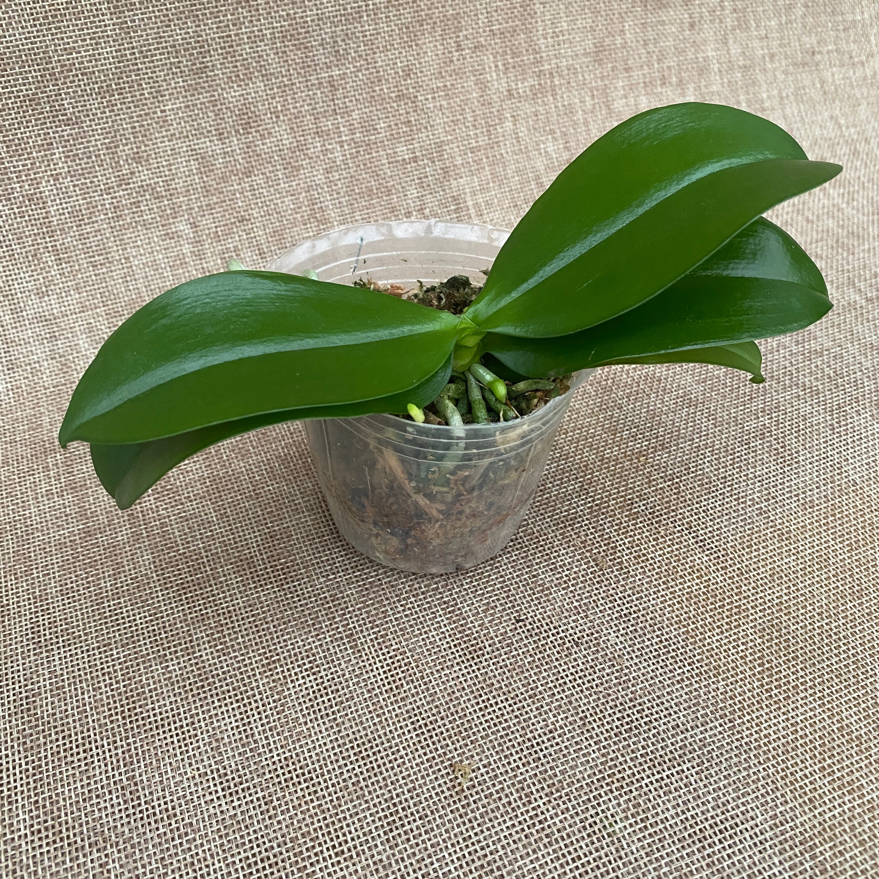 Phalaenopsis Miki Blue Angel C1 '239'