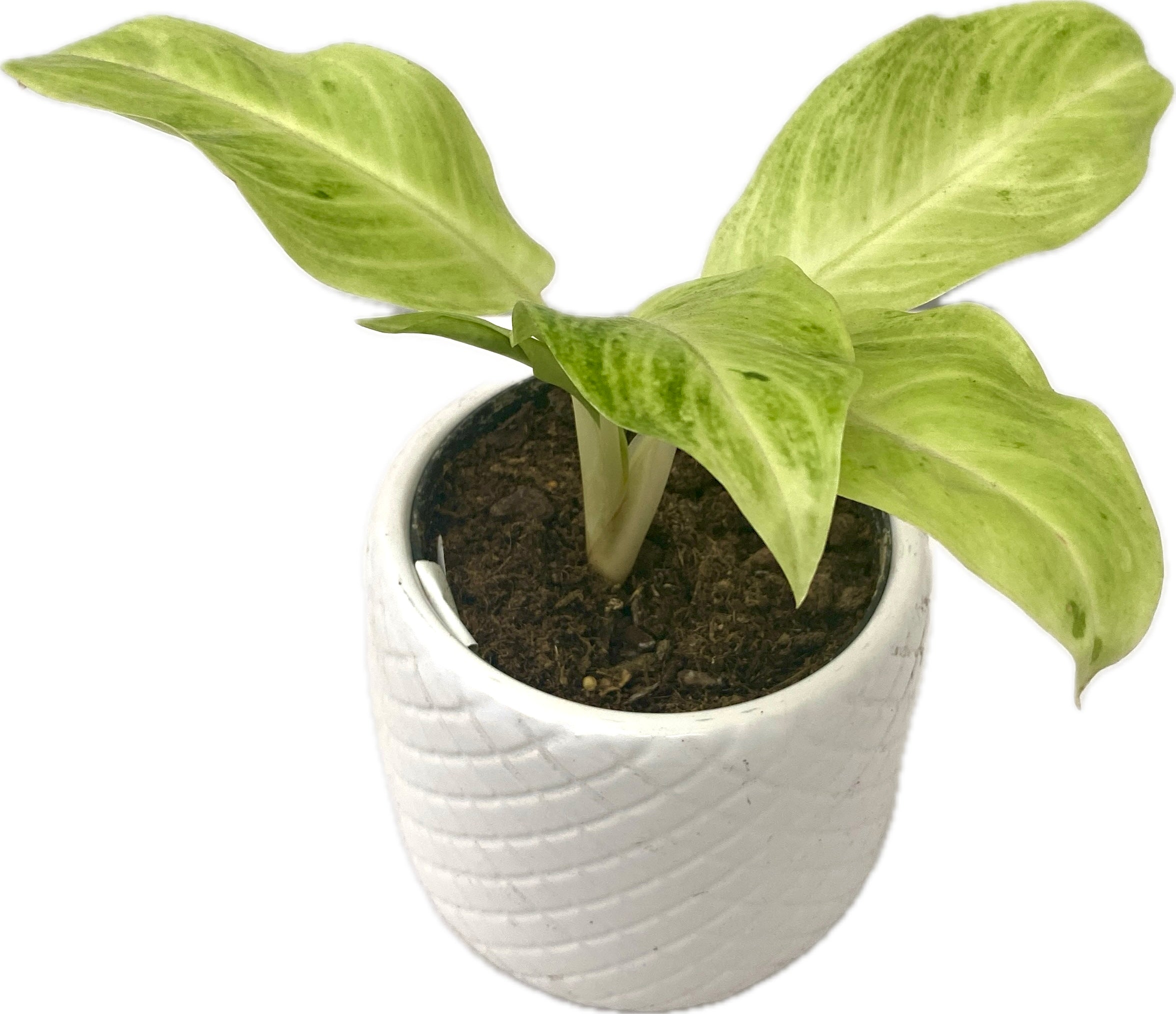 Aglaonema 'Citronelle'