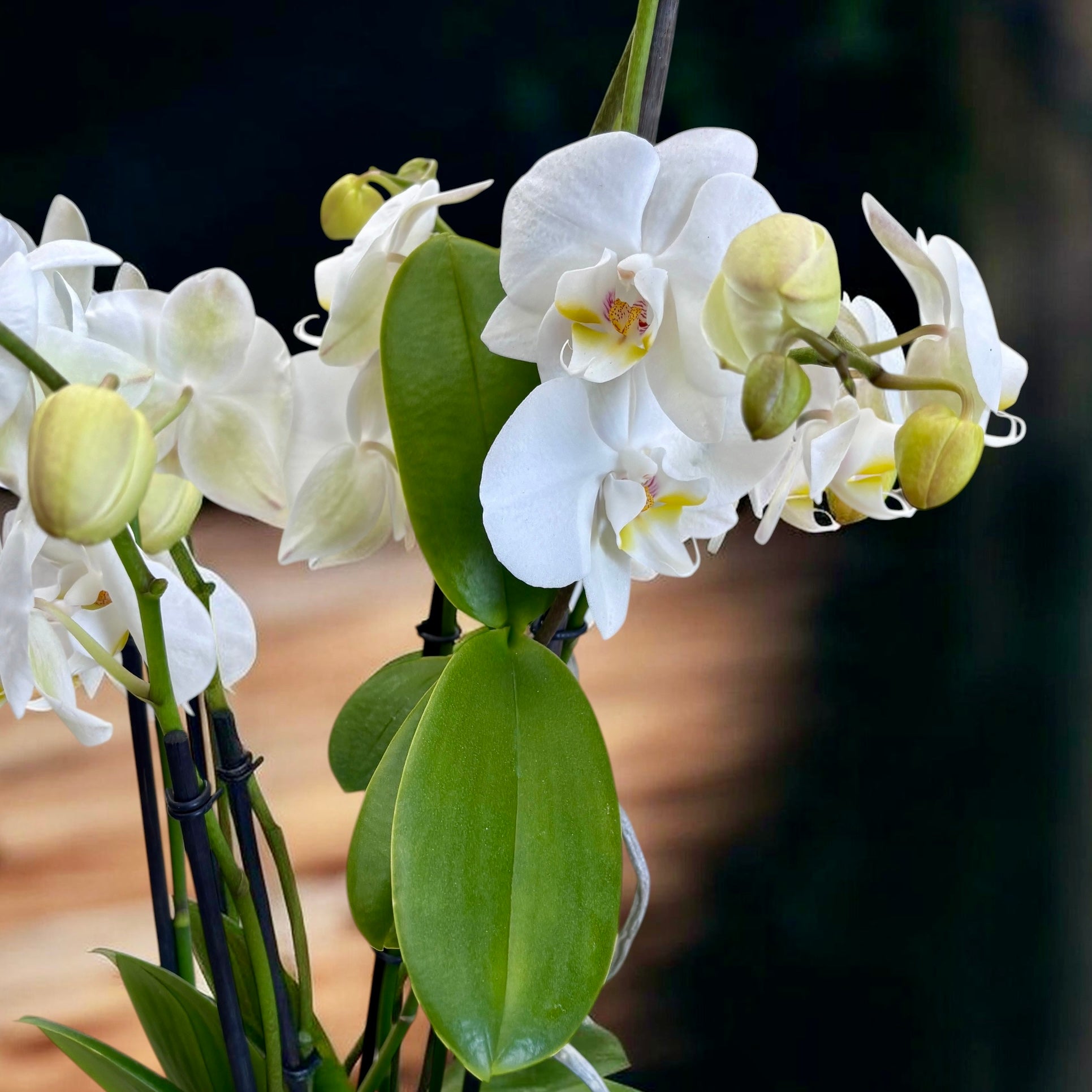 Phalaenopsis – exemplare cu Keiki