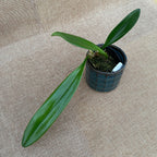 Bulbophyllum masterianum