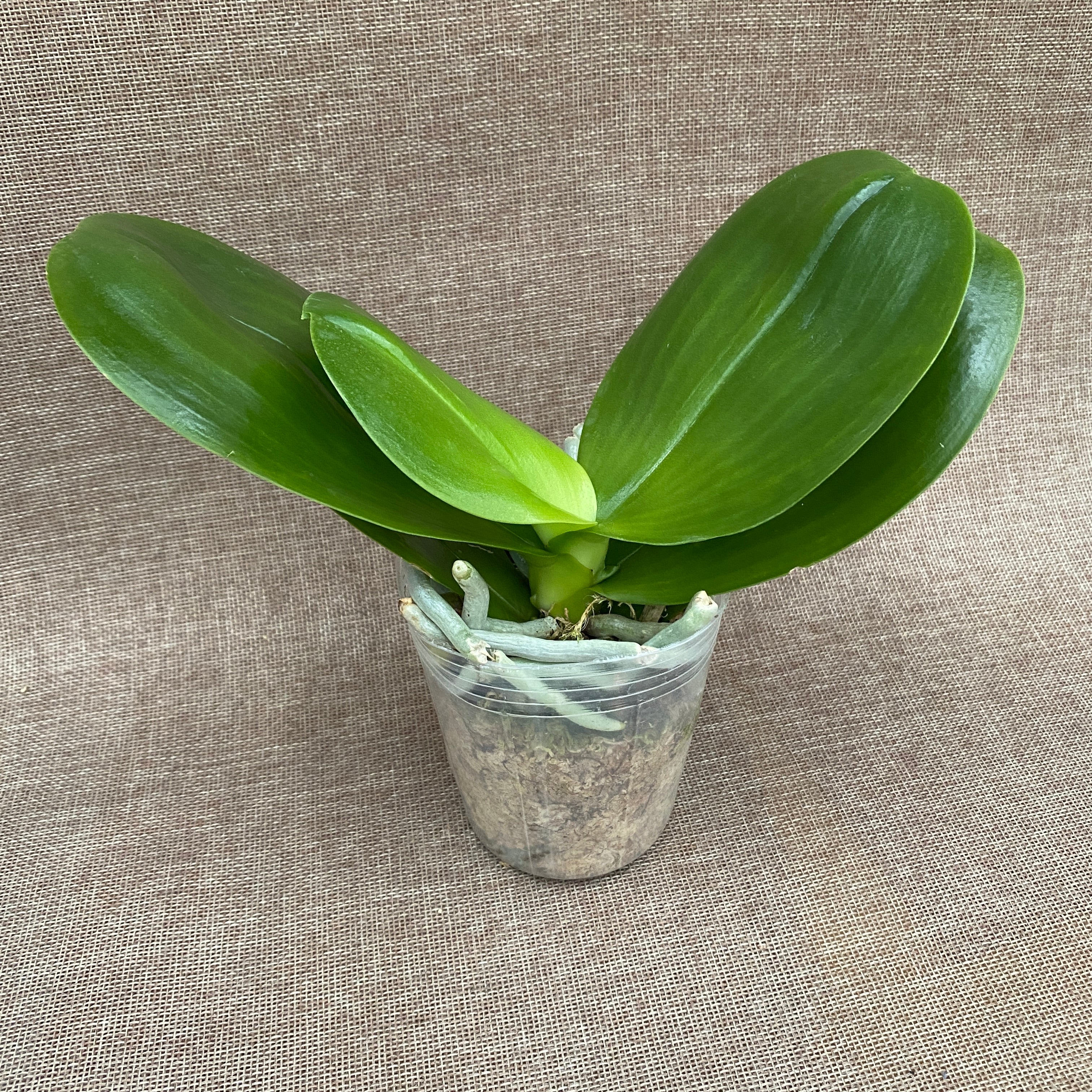 Phalaenopsis AL Sun Hannover 'Red' *parfumata