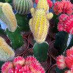 Gymnocalycium mix - Színes oltott kaktuszok (Gymnocalycium mihanovichii Japan)