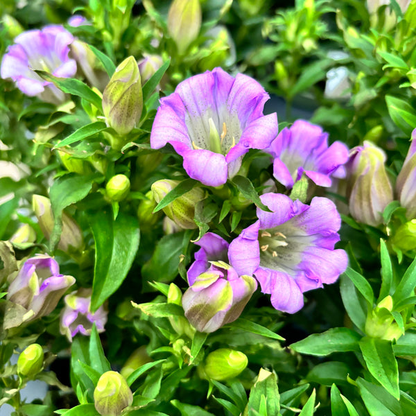 Gentiana scabra 'Rocky Diamond Pink Star'