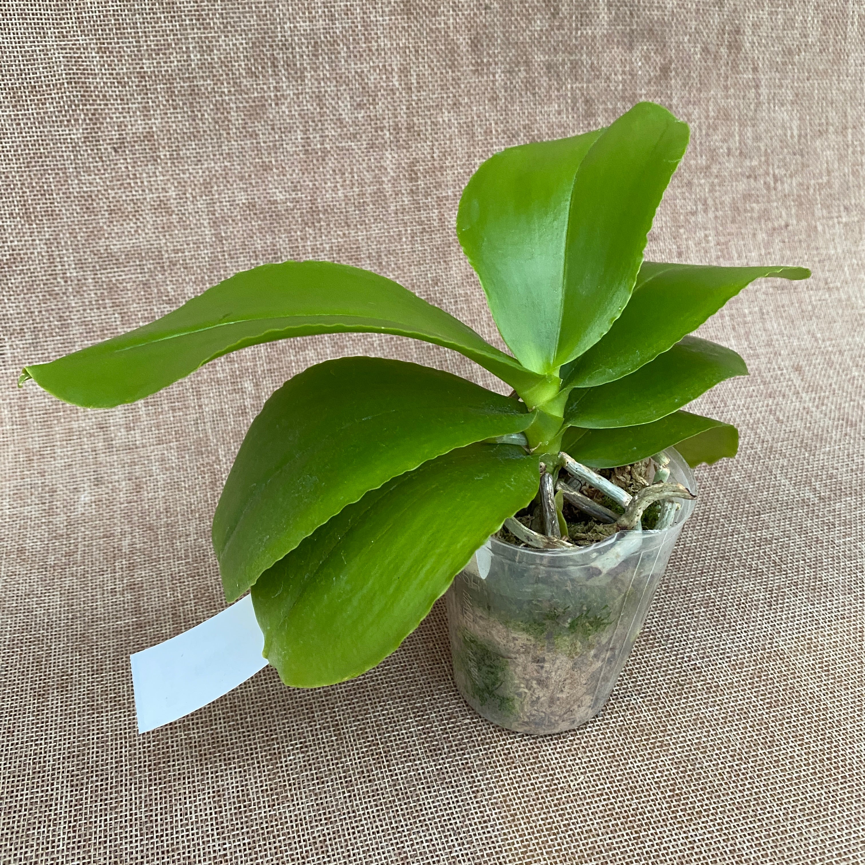 Phalaenopsis Allura 'AL's Rainbow'