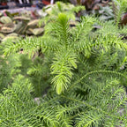 Araucaria heterophylla (Norfolk Island den) D14/15