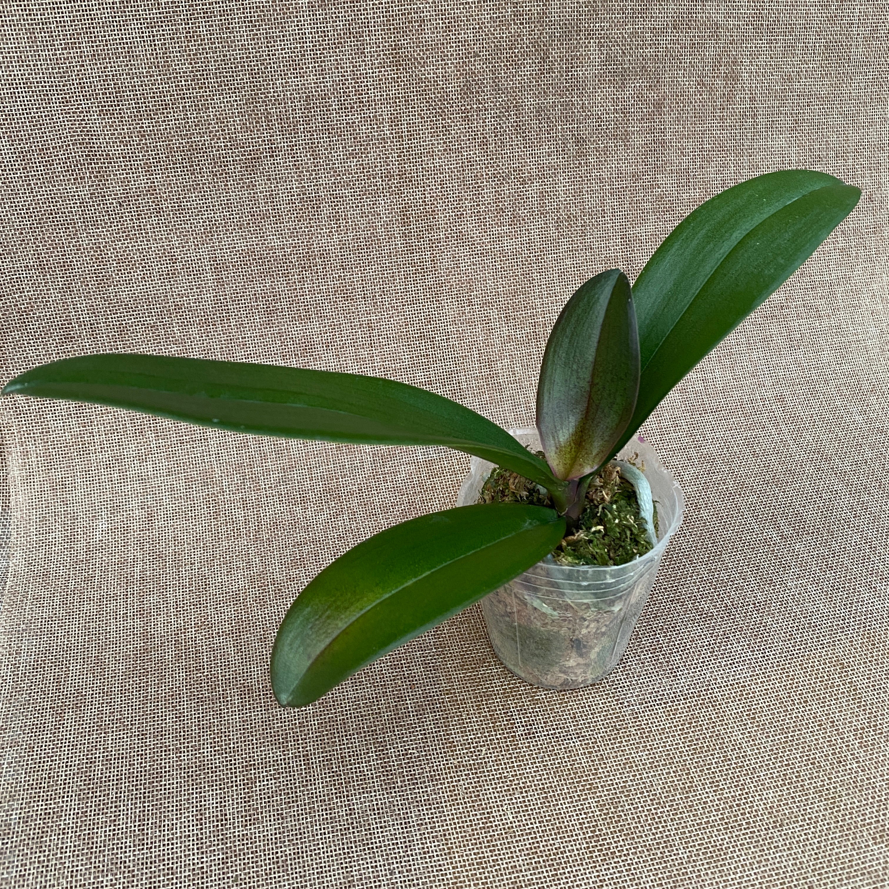 Phalaenopsis Mr. Bean