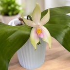 Phalaenopsis bellina var. pink 'Fire' - intensivt doftande blommor