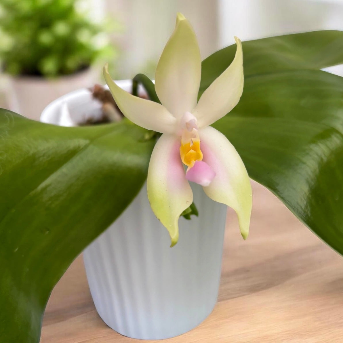 Phalaenopsis bellina var. pink 'Fire' - intensivt doftande blommor