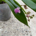 Aerides odorata 'Pink' *parfumata