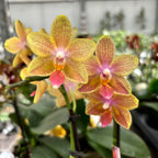 Phalaenopsis Yaphon Perbalm variation (parfumat)