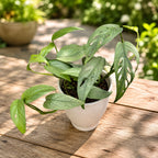 Epipremnum pinnatum ‘Cebu Blue' - exotic plant with satin leaves and spectacular growth
