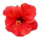 Hibiscus Adonicus 'Double Orange'-