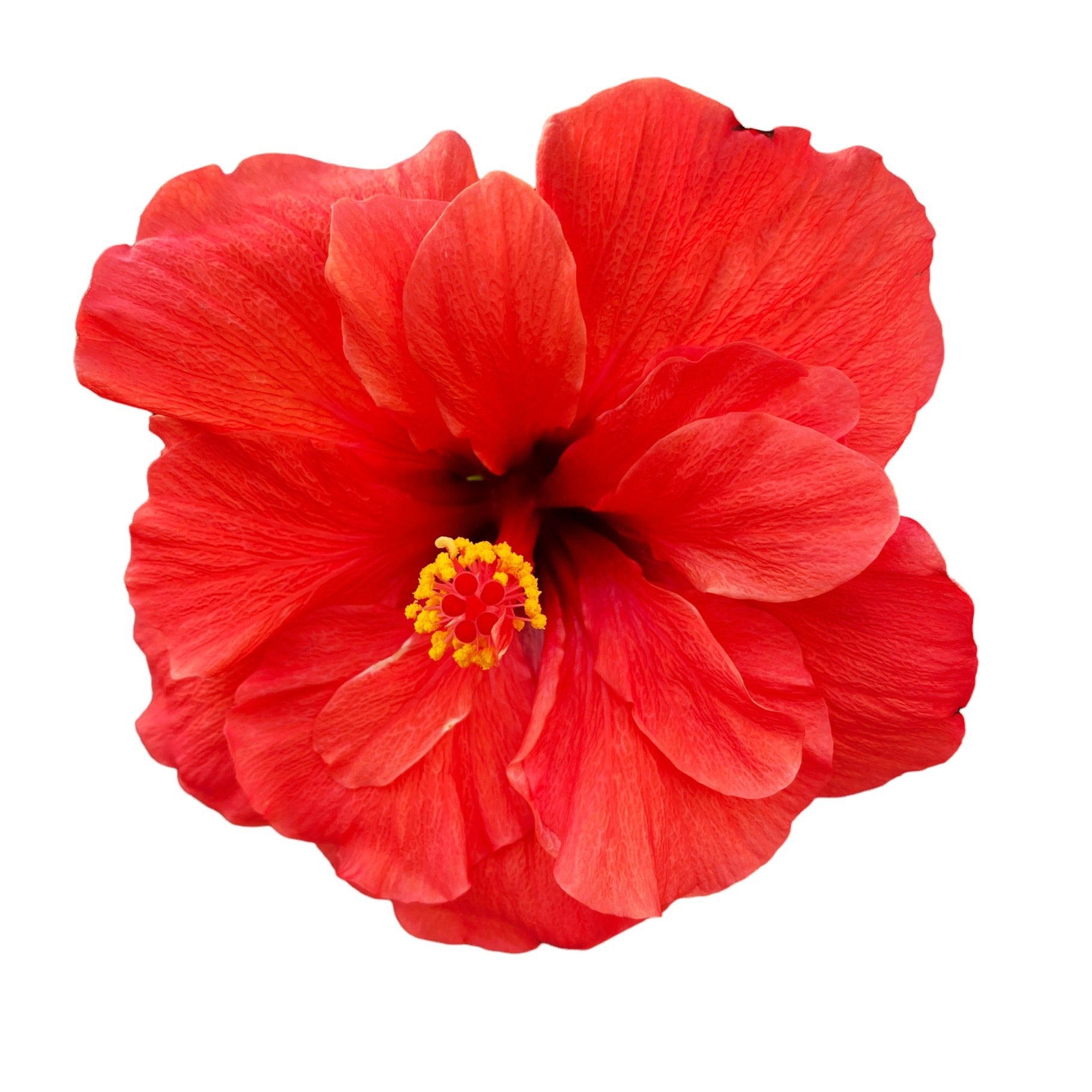 Hibiscus Adonicus 'Double Orange'-